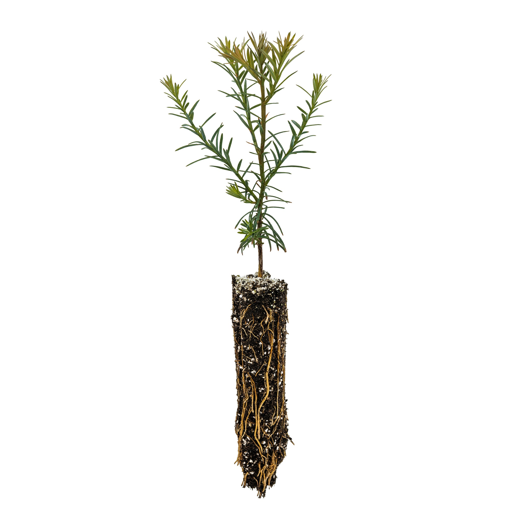 Redwoods – The Jonsteen Company