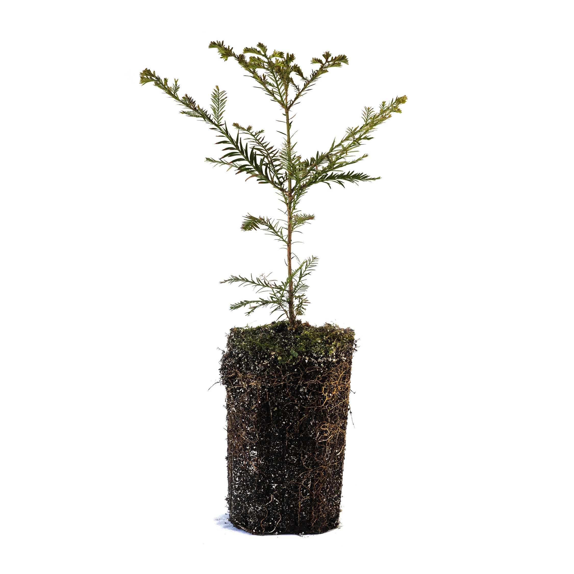 コロニスタ　oman10 real tree OMAN10 Real tree green ver. | COLONISTA