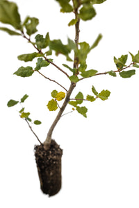 Coast Live Oak | Medium Tree Seedling | The Jonsteen Company