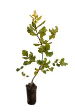 Load image into Gallery viewer, Coast Live Oak | Lot of 30 Tree Seedlings | The Jonsteen Company