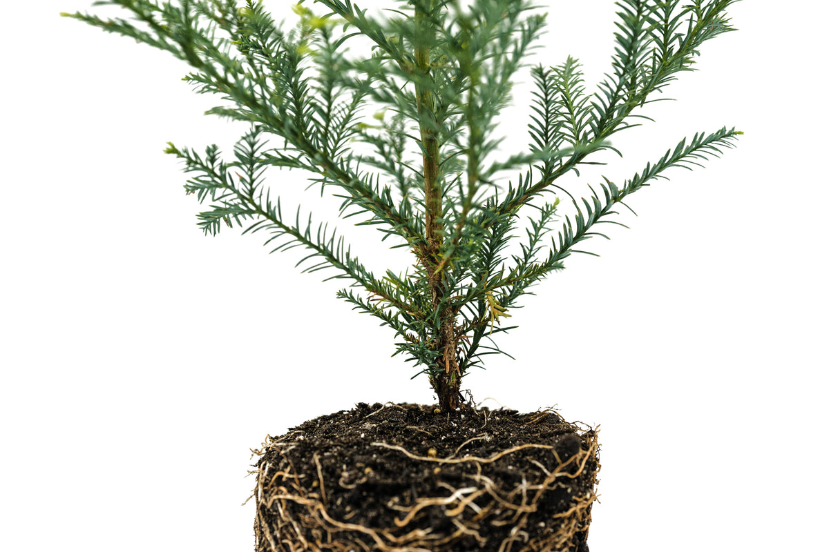 Coast Redwood Large Tree Seedling The Jonsteen Company