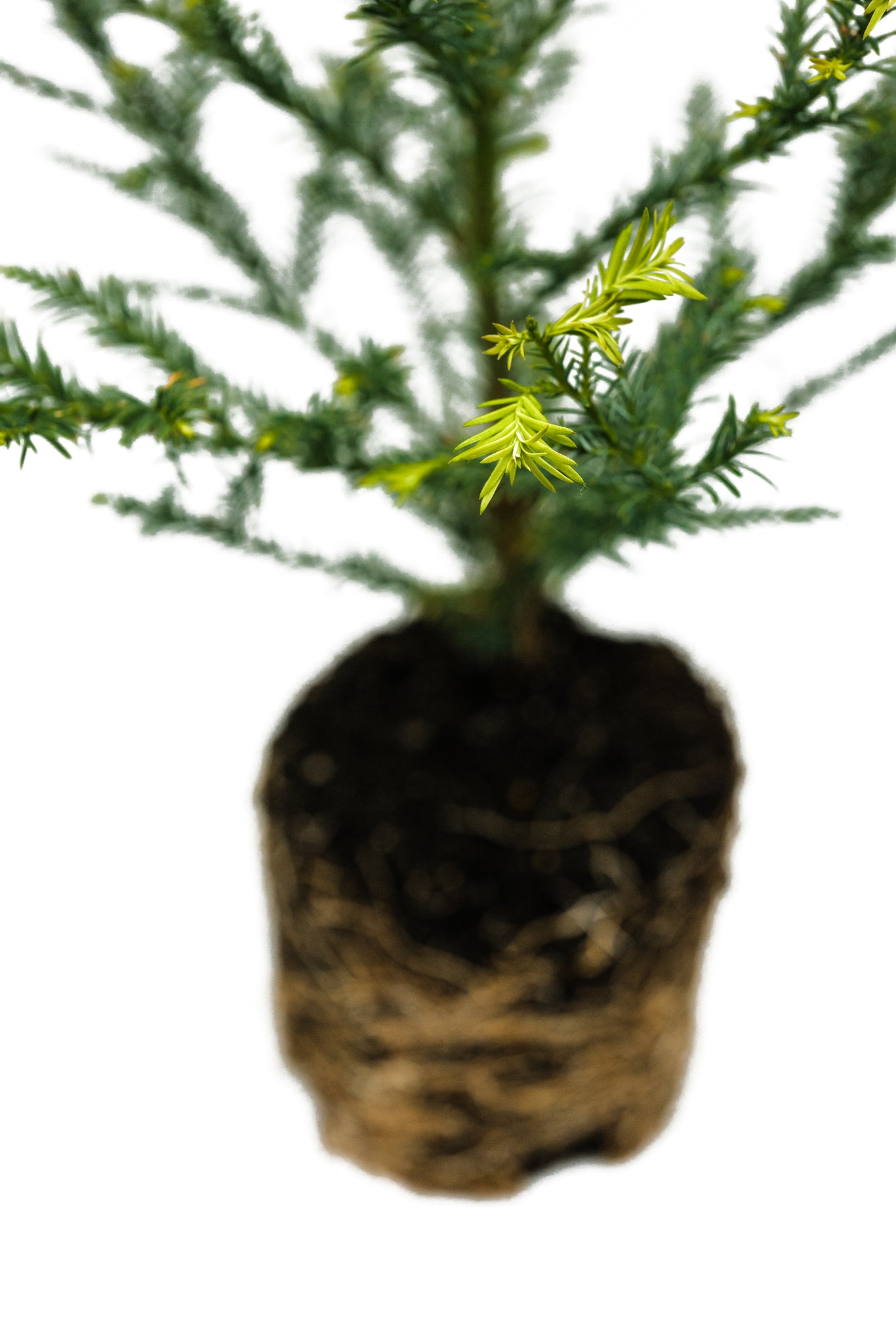 Coast Redwood Large Tree Seedling The Jonsteen Company coast-redwood-large-tree-seedling-the-jonsteen-company