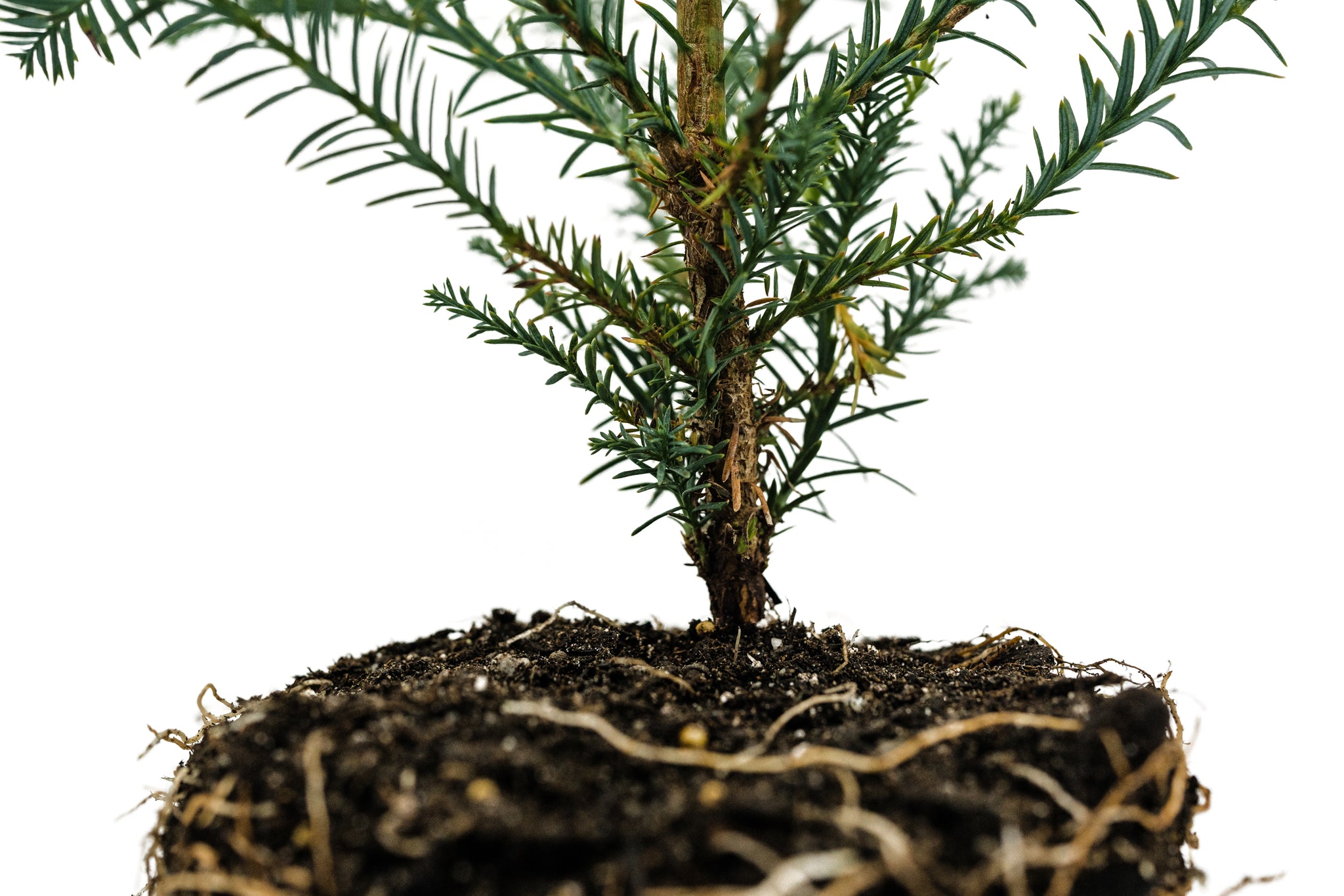 Coast Redwood Large Tree Seedling The Jonsteen Company coast-redwood-large-tree-seedling-the-jonsteen-company