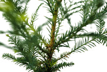 Load image into Gallery viewer, Coast Redwood | Large Tree Seedling | The Jonsteen Company