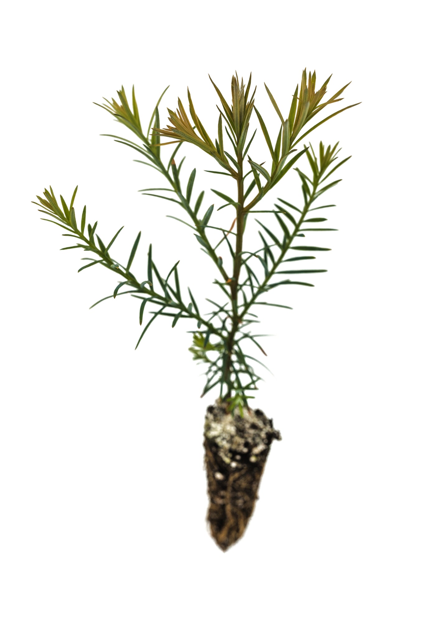 Coast Redwood Small Tree Seedling The Jonsteen Company coast-redwood-small-tree-seedling-the-jonsteen-company