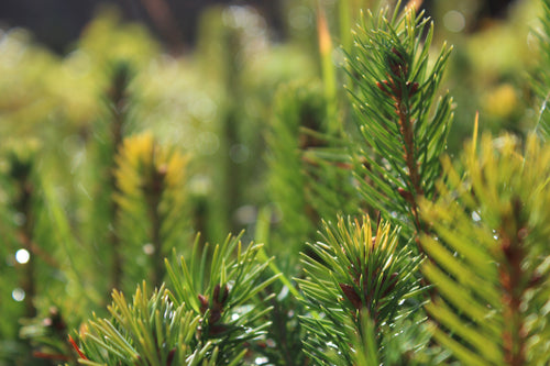 Colorado Blue Spruce | Lot of 30 Tree Seedlings | The Jonsteen Company
