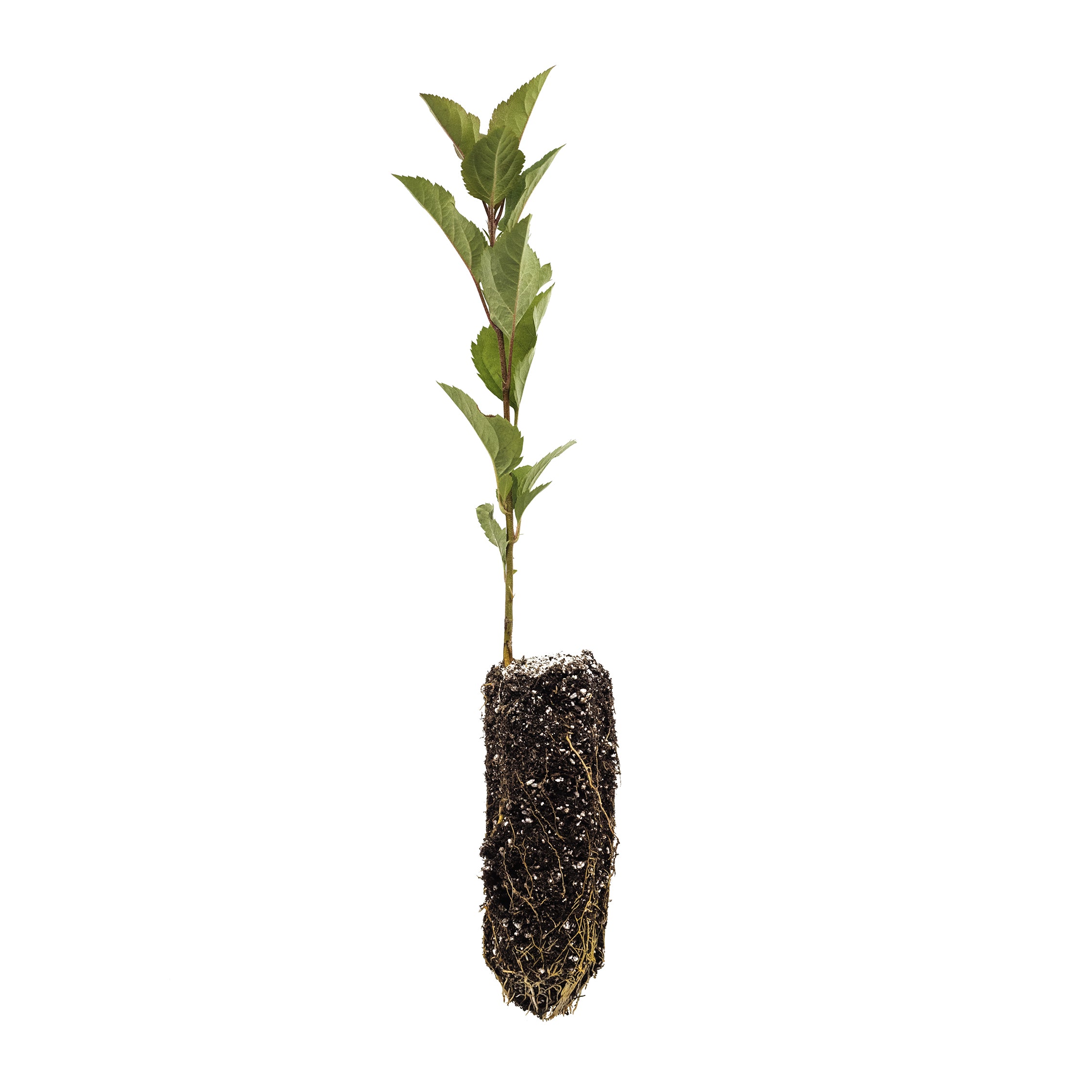Cave Sapling Tree Apple Sapling
