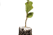 Load image into Gallery viewer, Common Apple | Medium Tree Seedling | The Jonsteen Company