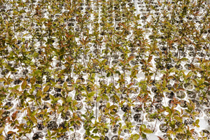 Common Apple | Lot of 30 Tree Seedlings | The Jonsteen Company