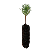 Load image into Gallery viewer, Coulter Pine | Medium Tree Seedling | The Jonsteen Company