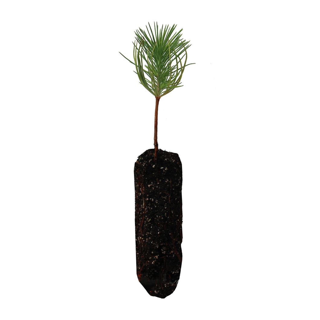 Coulter Pine | Medium Tree Seedling | The Jonsteen Company