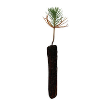 Load image into Gallery viewer, Coulter Pine | Small Tree Seedling| The Jonsteen Company