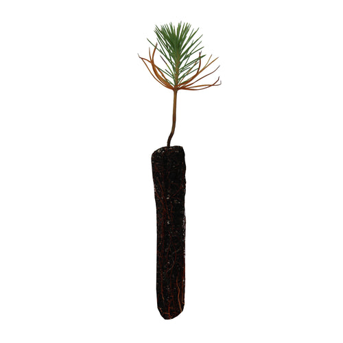 Coulter Pine | Small Tree Seedling| The Jonsteen Company