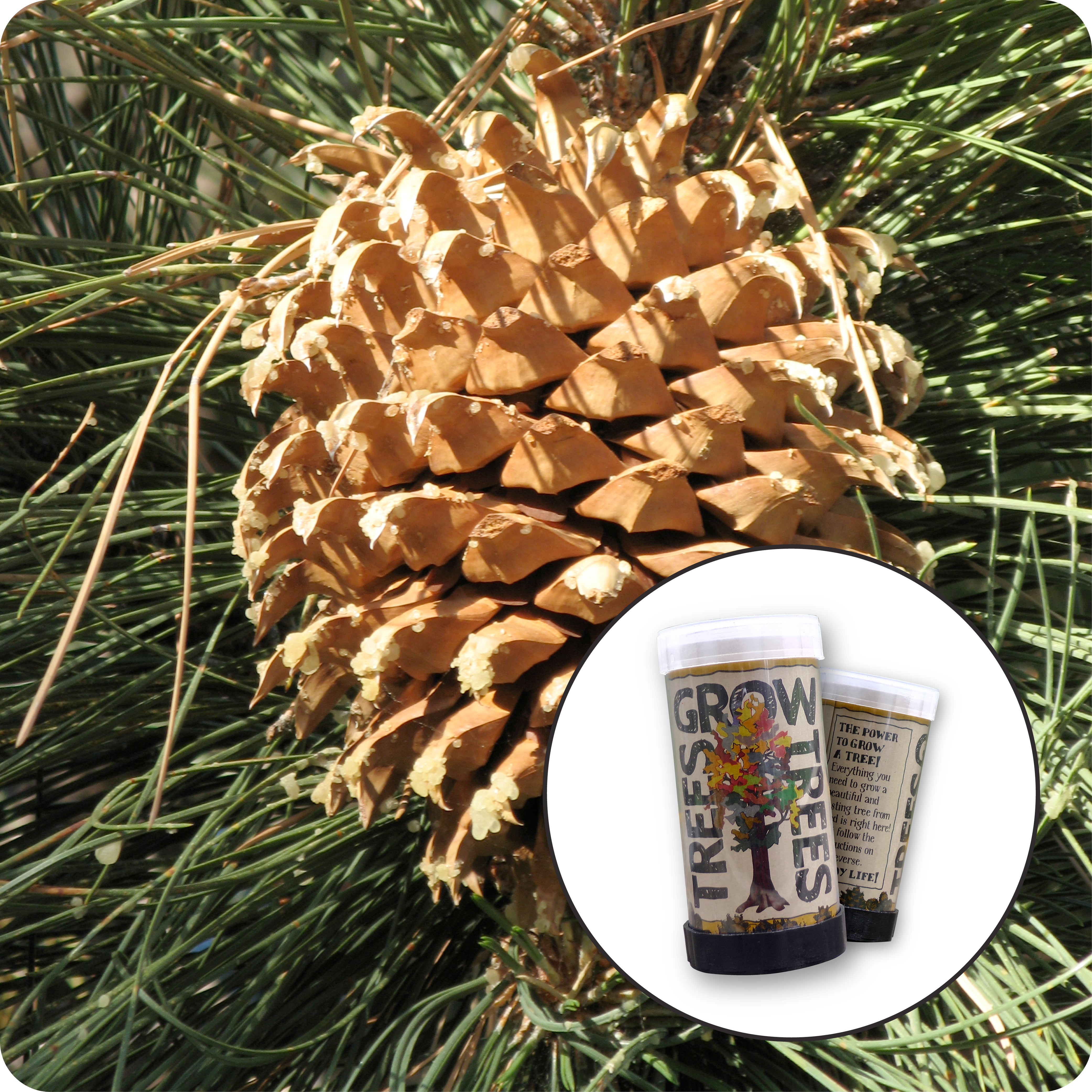 Coulter Pine