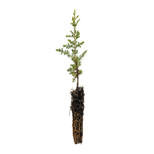 Cuyamaca Cypress | Small Tree Seedling | The Jonsteen Company