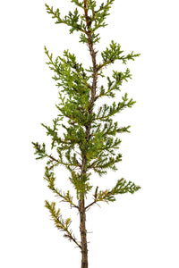 Cuyamaca Cypress | Medium Tree Seedling | The Jonsteen Company
