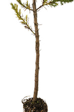Load image into Gallery viewer, Cuyamaca Cypress | Medium Tree Seedling | The Jonsteen Company