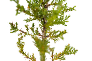 Cuyamaca Cypress | Medium Tree Seedling | The Jonsteen Company