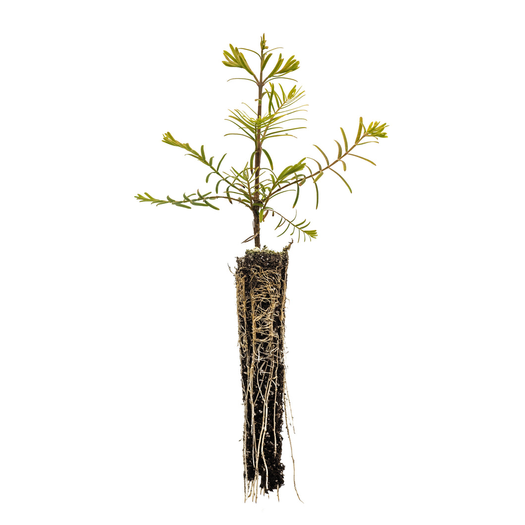 Dawn Redwood | Small Tree Seedling | The Jonsteen Company