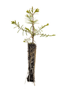 Dawn Redwood | Small Tree Seedling | The Jonsteen Company