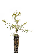 Load image into Gallery viewer, Dawn Redwood | Small Tree Seedling | The Jonsteen Company
