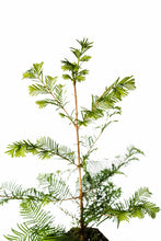 Load image into Gallery viewer, Dawn Redwood | XL Tree Seedling | The Jonsteen Company