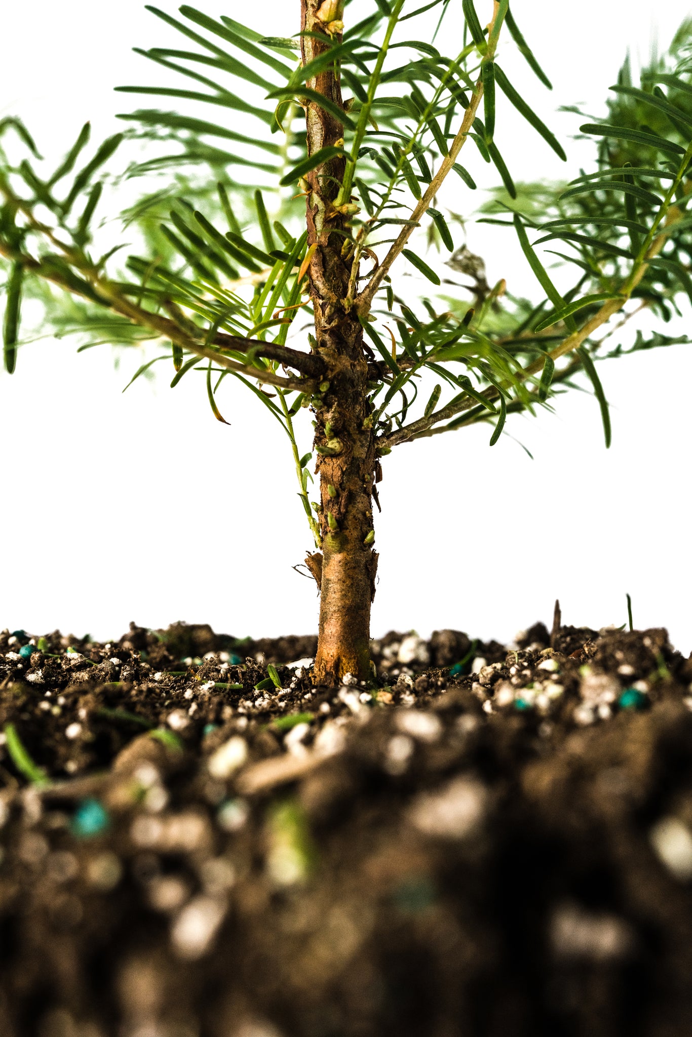 Xl Tree Dawn Redwood | XL Tree Seedling – The Jonsteen Company