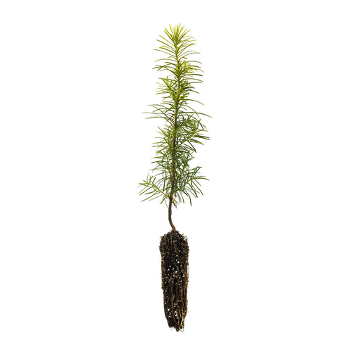 Douglas Fir | Small Tree Seedling | The Jonsteen Company