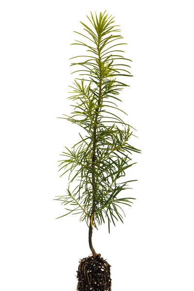 Douglas Fir | Small Tree Seedling | The Jonsteen Company