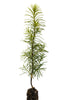 Douglas Fir | Small Tree Seedling | The Jonsteen Company