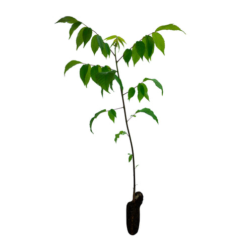 Eastern Black Walnut | Medium Tree Seedling | The Jonsteen Company