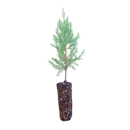 Eastern Redcedar | Medium Tree Seedling | The Jonsteen Company
