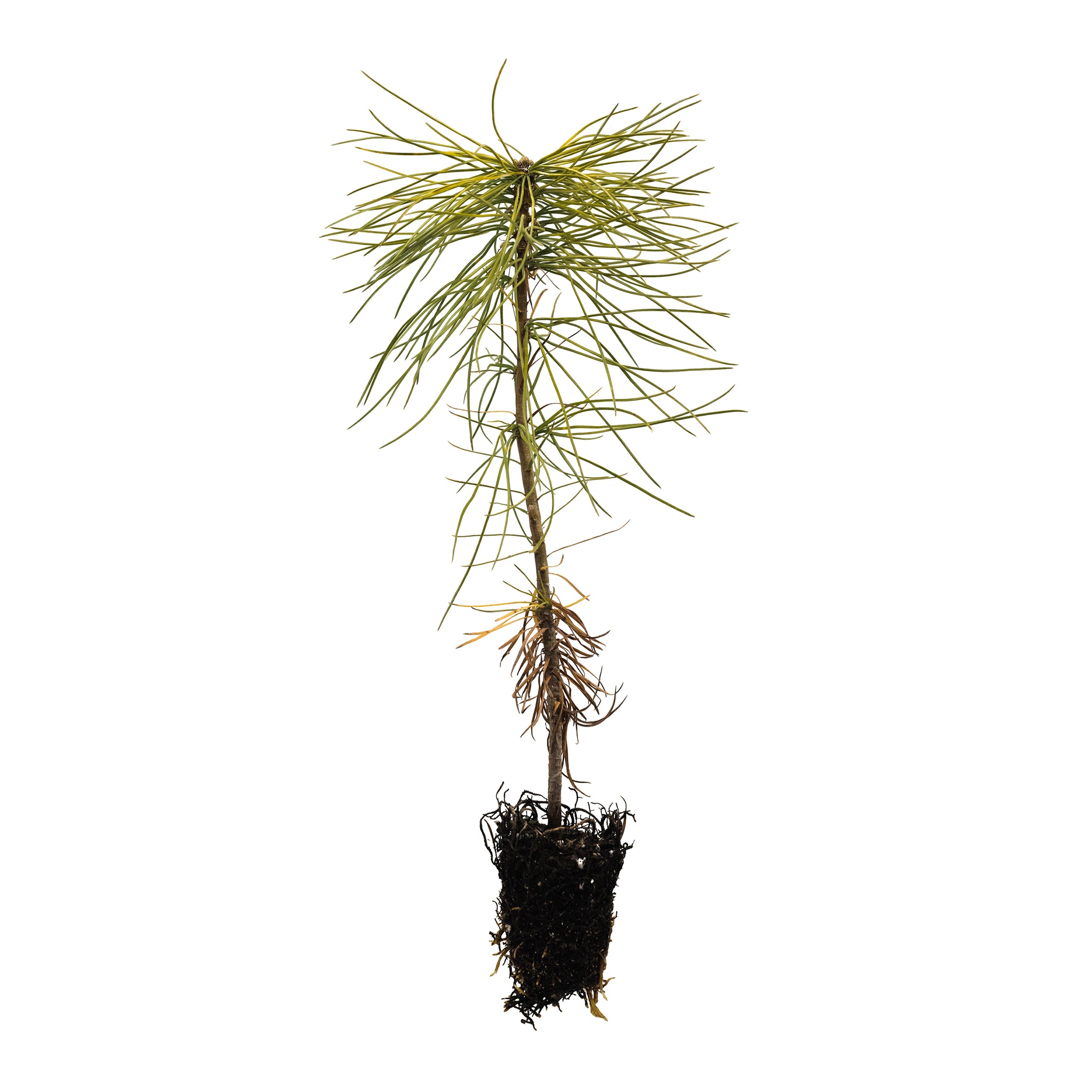 Sallpine Eastern White Pine Seedlings Beloved Conifer: My Not So Dwarf Now