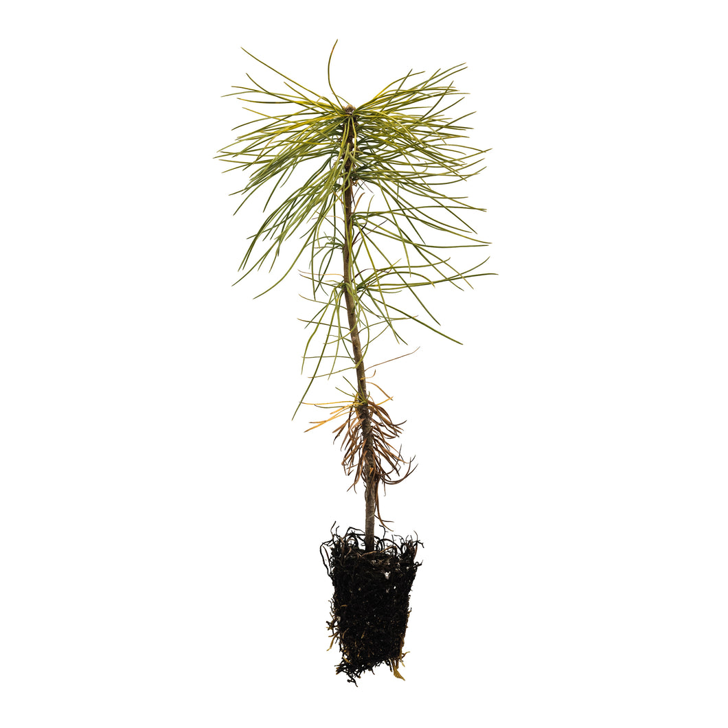 Eastern White Pine | Small Tree Seedling | The Jonsteen Company