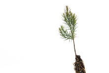 Load image into Gallery viewer, Eastern Redcedar | Small Tree Seedling | The Jonsteen Company