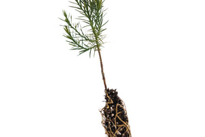 Eastern Redcedar | Small Tree Seedling | The Jonsteen Company