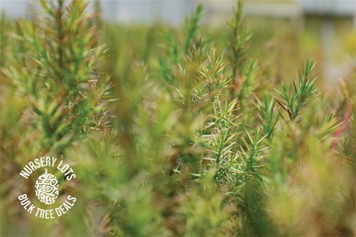 Eastern Redcedar | Lot of 30 Tree Seedlings | The Jonsteen Company