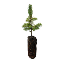 Load image into Gallery viewer, Engelmann Spruce | Medium Tree Seedling | The Jonsteen Company