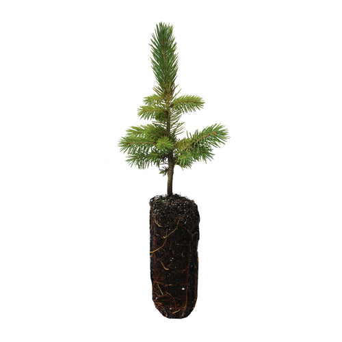 Engelmann Spruce | Medium Tree Seedling | The Jonsteen Company