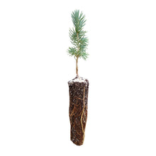 Load image into Gallery viewer, Engelmann Spruce | Lot of 30 Tree Seedlings | The Jonsteen Company