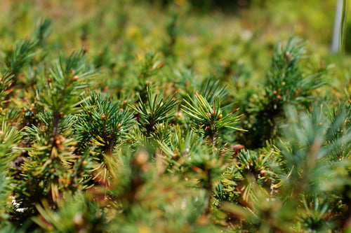 Engelmann Spruce | Lot of 30 Tree Seedlings | The Jonsteen Company