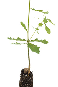 English Oak | Medium Tree Seedling | The Jonsteen Company
