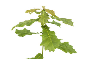 English Oak | Medium Tree Seedling | The Jonsteen Company
