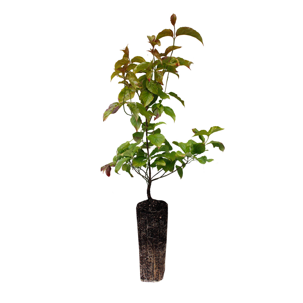 Flowering Dogwood | Large Tree Seedling | The Jonsteen Company