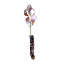 Load image into Gallery viewer, Flowering Dogwood | Small Tree Seedling | The Jonsteen Company