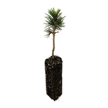 Load image into Gallery viewer, Foxtail Pine | Medium Tree Seedling | The Jonsteen Company