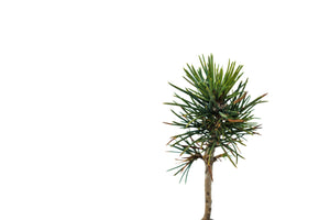 Foxtail Pine | Medium Tree Seedling | The Jonsteen Company