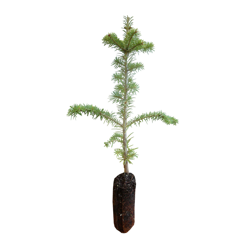 Fraser Fir | Medium Tree Seedling | The Jonsteen Company