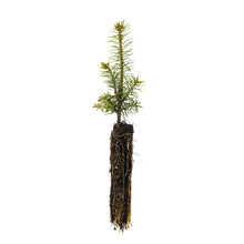 Load image into Gallery viewer, Fraser Fir | Small Tree Seedling | The Jonsteen Company