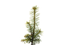 Load image into Gallery viewer, Fraser Fir | Small Tree Seedling | The Jonsteen Company